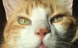 10 Facts About Orange Cats