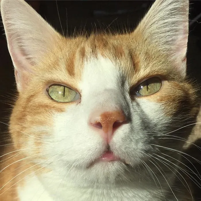 10 Facts About Orange Cats