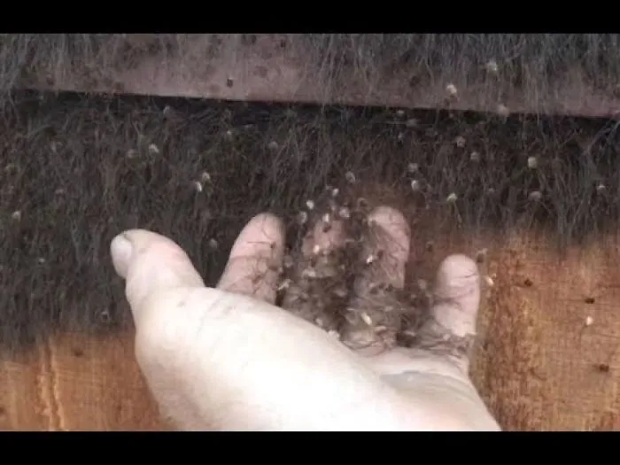 Thousands Of Arachnids Recorded In Cringe-Worthy Alaska Video
