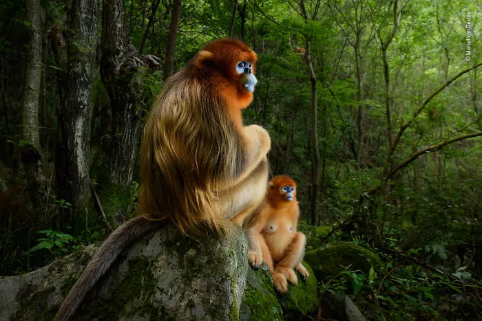 "La pareja dorada", Marsel Van Oosten, Holanda, Gran premio de 2018