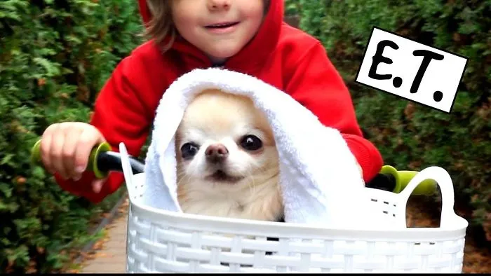Chihuahua Cedric Is E.t.