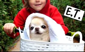 Chihuahua Cedric Is E.t.