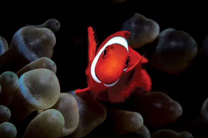 Macro Second Place, Christian Bachmann, Bunaken, Indonesia