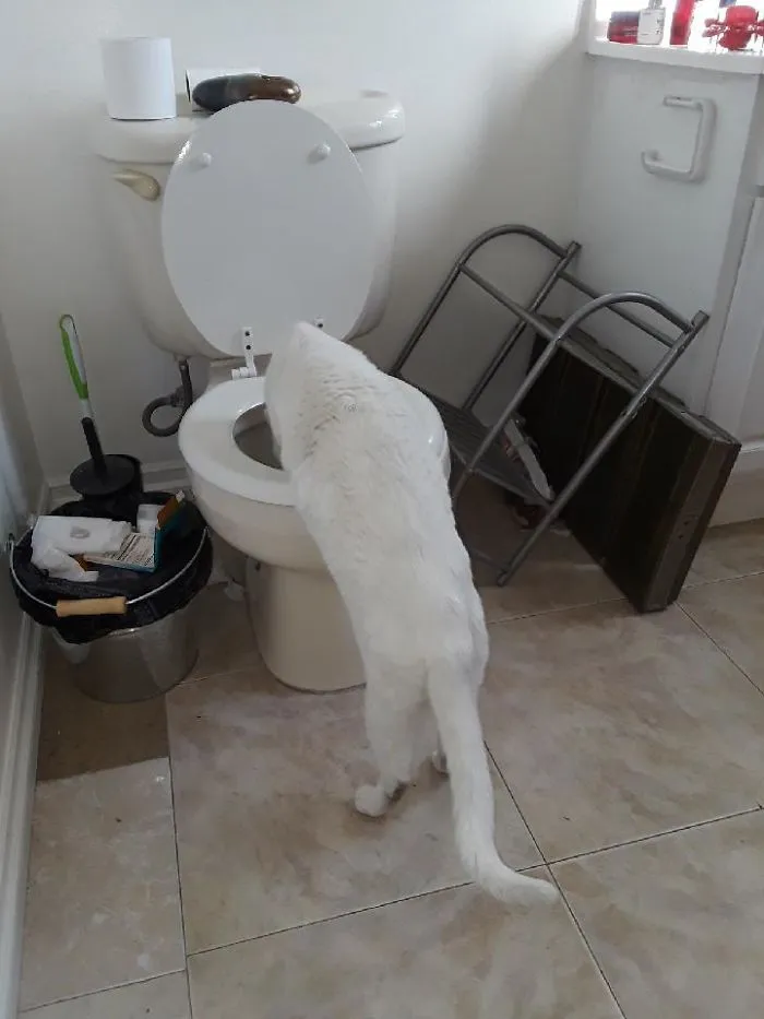 I Woke Up To This. This Is Not My Cat