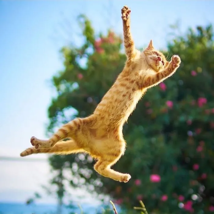 30 Of The Funniest Dancing Cat Pics
