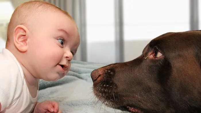 Cute Dog Trying To Talk To Baby Compilation