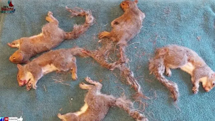 When Five Baby Squirrels Were Found Fused Together, Rescuers Knew Their Time Was Running Out