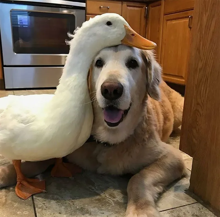 It's A Perfect Fit