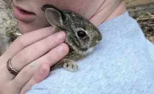 We Found A Bunny... With Our Chickens!