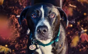 I Make Magical Dog Photo Edits
