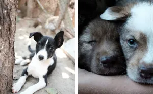 I Photograph Street And Shelter Dogs