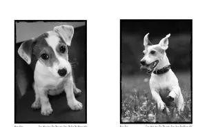 Once Upon A Time There Lived A Dog