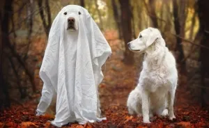 13 Adorable Dogs In Ghost Costumes