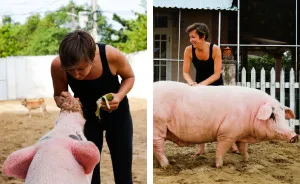 Rescued Pig Living The Good Life In Vietnam
