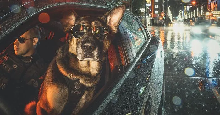 Vancouver Police Canine Unit Just Released Their 2019 Charity Calendar And It's Badass
