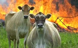 35 Hilarious Vegan Memes That May Change The Way You Look At Meat