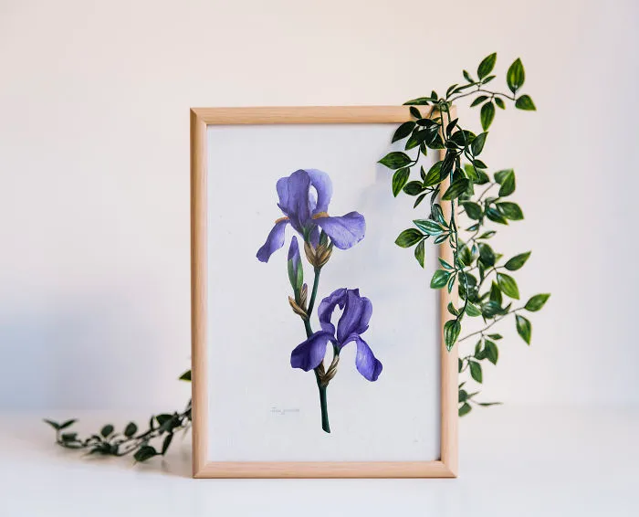 Iris