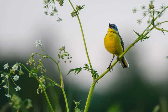 Meadow Song By Fred Začek, Estonia, Highly Commended 2018 10 Years And Under