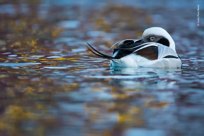 Duck Of Dreams By  Carlos Perez Naval, Spain, Winner 2018 11–14 Years Old