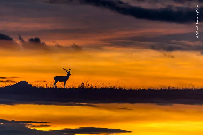 "Puesta de sol reflexiva", Sri Ram Mohan Akshay Valluru, India