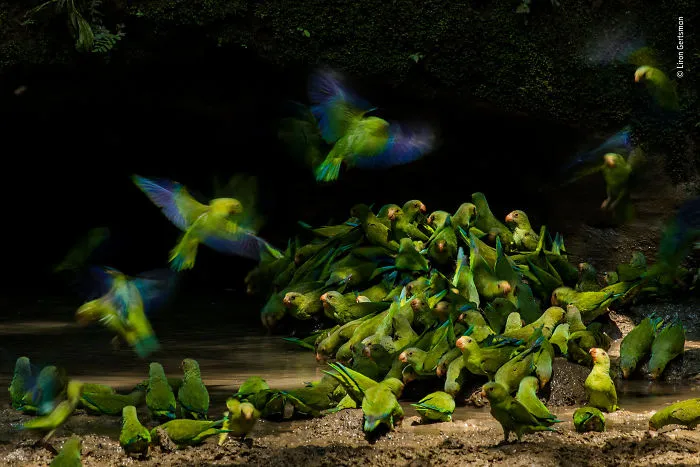 Colour, Sound, Action By Liron Gertsman, Canada, Highly Commended 2018 15–17 Years Old