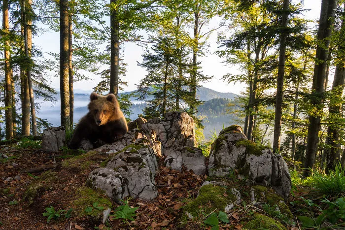 "Bear Territory" By Marc Graf, Austria, Highly Commended 2018 Animals In Their Environment