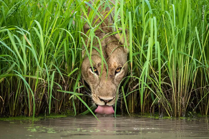 "Gato tranquilo", Isak Pretorius, Sudáfrica