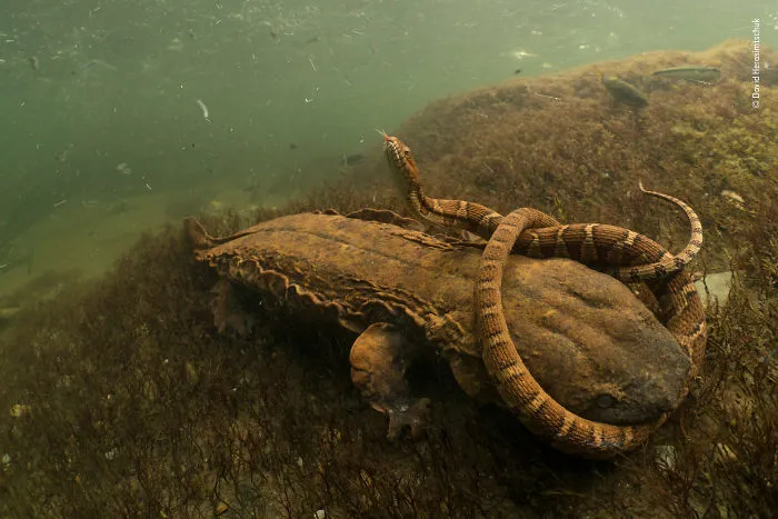 "Hellbent" By David Herasimtschuk, Us, Winner 2018 Behaviours Amphibians And Reptiles