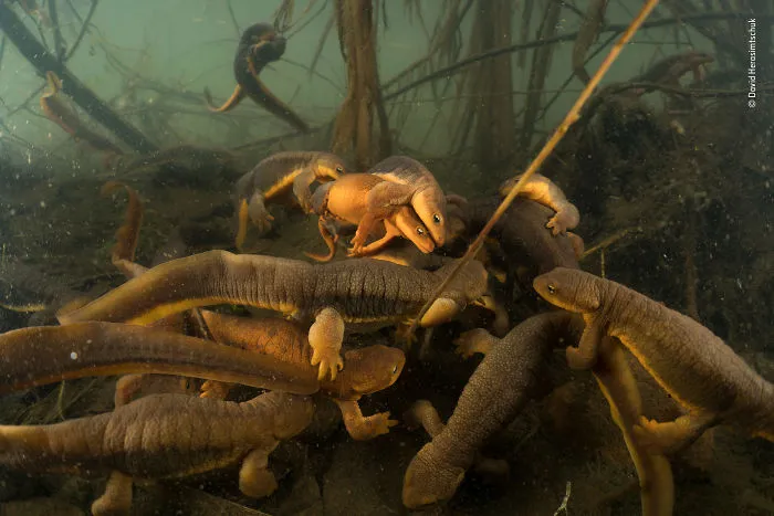 "The Spring Ball" By David Herasimtschuk, Usa, Highly Commended 2018 Behaviours Amphibians And Reptiles"