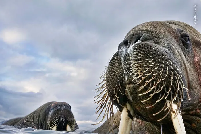 "Mister Whiskers" By Valter Bernardeschi, Italy, Highly Commended 2018 Animal Portraits