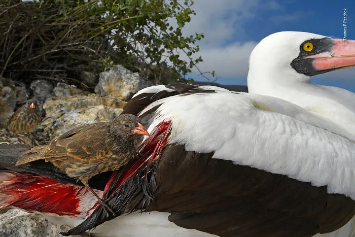"Blood Thirsty" By Thomas P Peschak, Germany / South Africa, Winner 2018 Behaviours Birds