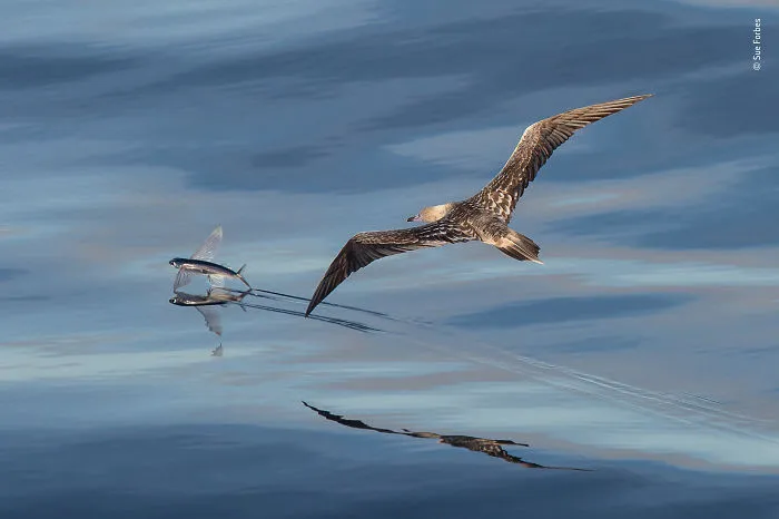 "Flight" By Sue Forbes, Uk, Highly Commended 2018 Behaviours Birds