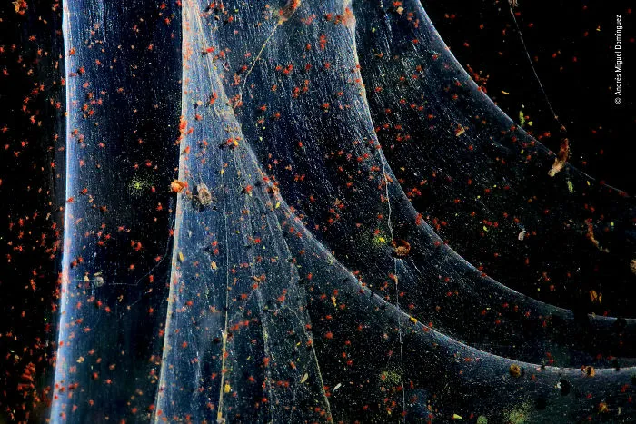 "Cloak Of Silk" By Andrés Miguel Domínguez, Spain, Highly Commended 2018 Behaviours Invertebrates