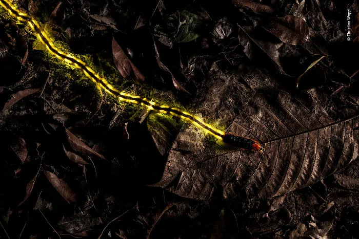 "Trailblazer" By Christian Wappl, Austria, Highly Commended 2018 Behaviours Invertebrates