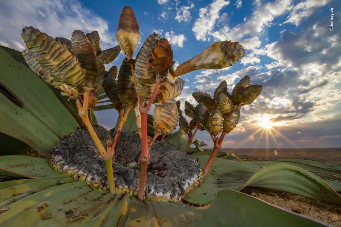 Desert Relic By Jen Guyton, Germany / Usa, Winner 2018 Plants And Fungi