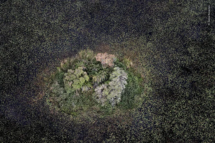 Golden Island In A Lotus Sea By Zorica Kovacevic, Serbia / Usa, Highly Commended 2018 Plants And Fungi