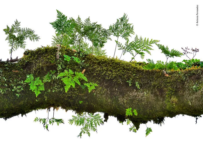 Forest On A Tree By Antonio Fernandez, Spain, Highly Commended 2018 Plants And Fungi