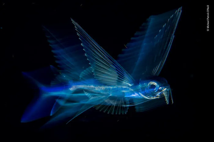 "Night Flight" By Michael Patrick O’neill, Usa, Winner 2018 Under Water
