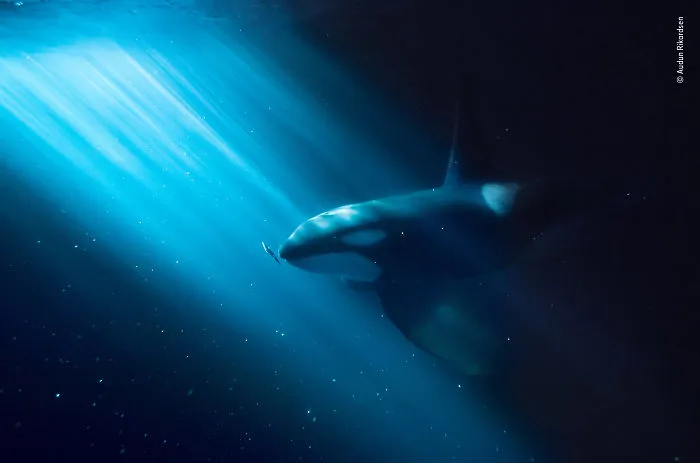 "Night Snack" By Audun Rikardsen, Norway, Highly Commended 2018 Under Water