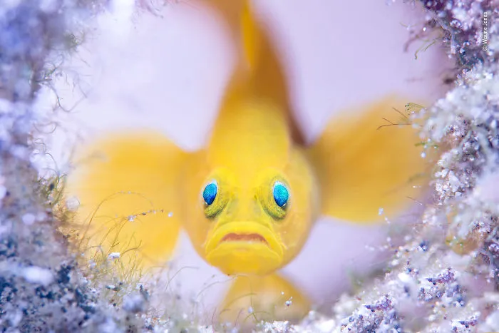 "Glass-House" Guard By Wayne Jones, Australia, Highly Commended 2018 Under Water