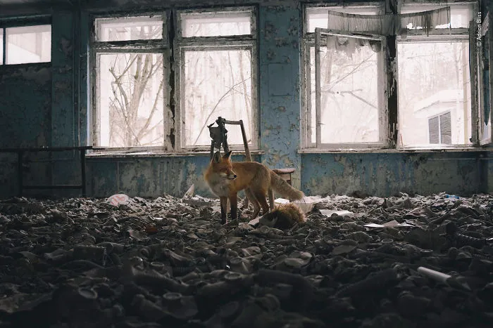 "Visitando la escuela", Adrian Bliss, Reino Unido
