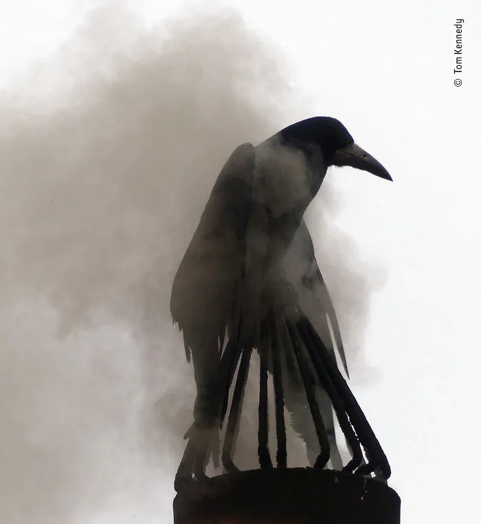 "Baño de humo", Tom Kennedy, Irlanda
