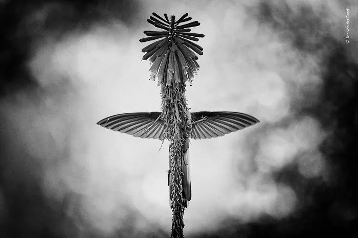 "The Vision" By Jan Van Der Greef, The Netherlands, Winner 2018 Black And White