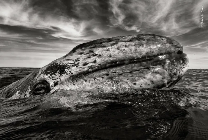 "The Curious Calf" By Christopher Swann, Uk, Highly Commended 2018 Black And White