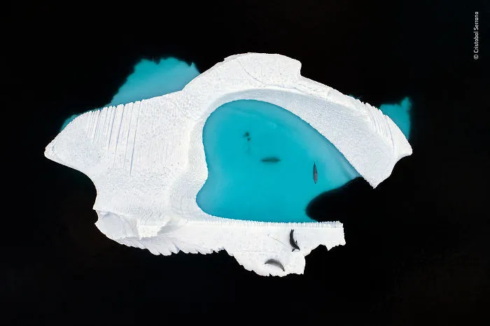 "The Ice Pool" By Cristobal Serrano, Spain, Winner 2018 Creative Visions