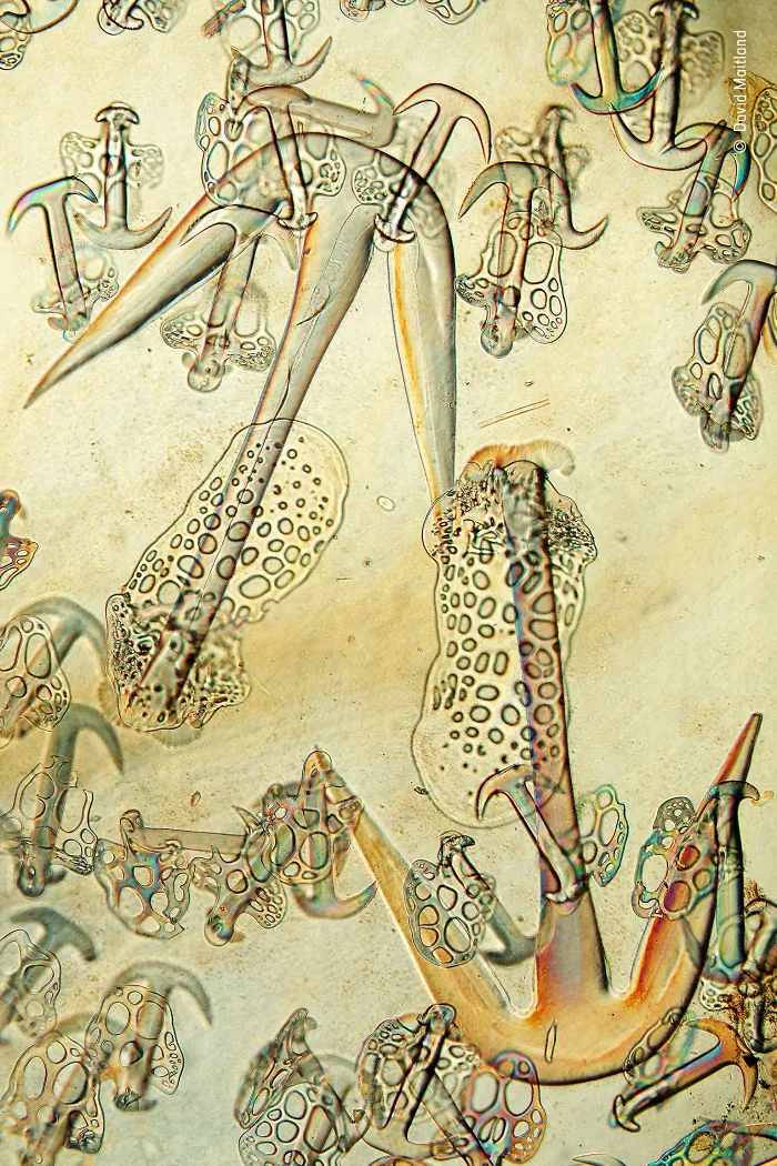 Minuscule Spicules By David Maitland, Uk, Highly Commended 2018 Creative Visions