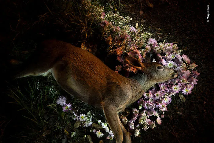 "One In A Million" By Morgan Heim, Usa, Highly Commended 2018 Wildlife Photojournalism