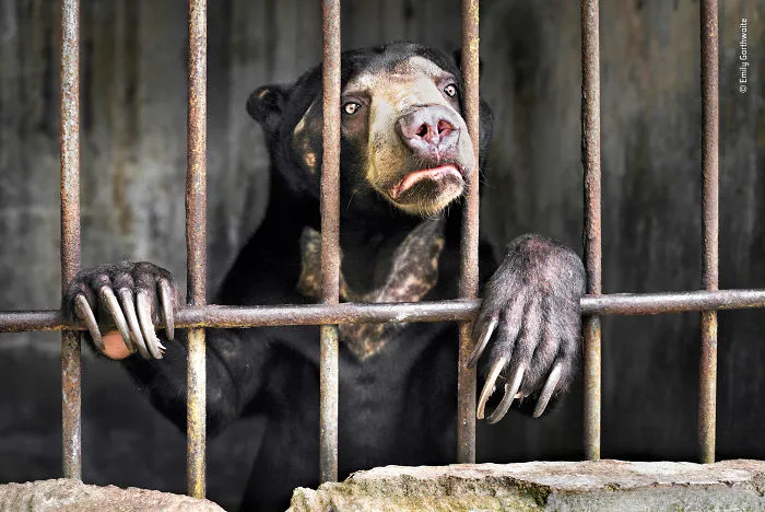 "Witness" By Emily Garthwaite, Uk, Highly Commended 2018 Wildlife Photojournalism