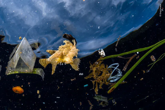 "Life Among Litter" By Greg Lecoeur, France, Highly Commended 2018 Wildlife Photojournalism