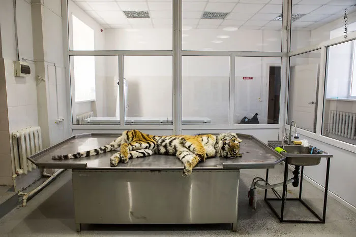 Autopsy By Antonio Olmos, Mexico / Uk, Highly Commended 2018 Wildlife Photojournalism